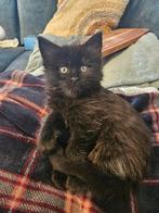 Lieve Maine Coon kittens, Dieren en Toebehoren, Katten en Kittens | Raskatten | Langhaar
