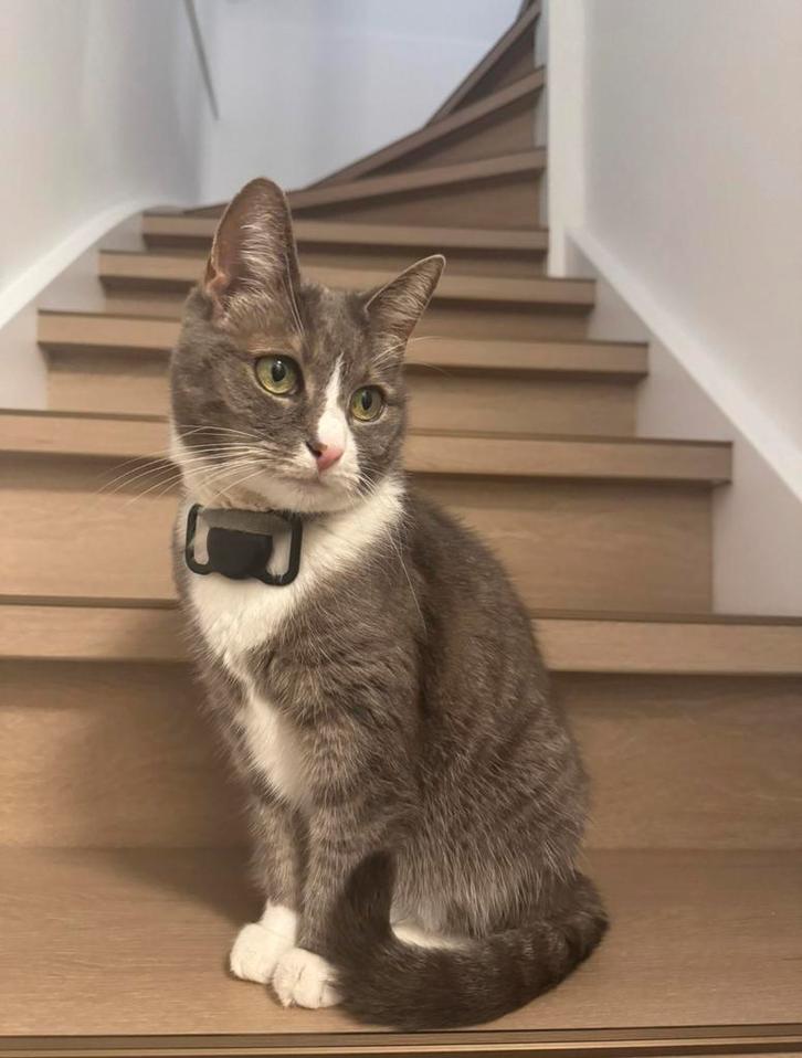 Rustige kat zoekt liefdevolle huis!, Dieren en Toebehoren, Katten en Kittens | Overige Katten, Poes