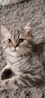 British Shorthair kater, Kater