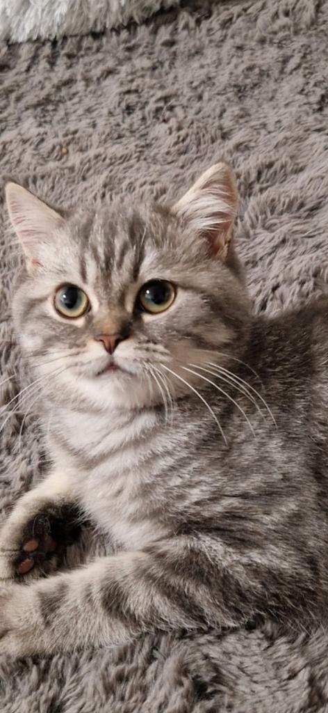 British Shorthair kater, Dieren en Toebehoren, Katten en Kittens | Raskatten | Langhaar, Kater