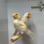 Majoor putters - Carduelis carduelis, Dieren en Toebehoren, Vogels | Overige Vogels, Meerdere dieren, Wildzangvogel, Geringd