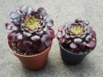 Aeonium Zwartkin, Vetplant, Ophalen of Verzenden, Minder dan 100 cm, Volle zon