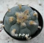 Sterkste Peyote met knobbels, Lophophora williamsi decipiens, Huis en Inrichting, Kamerplanten, Verzenden, Minder dan 100 cm, Bloeiende kamerplant