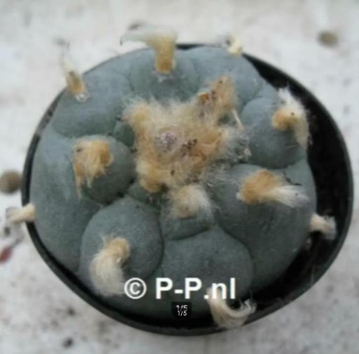 Sterkste Peyote met knobbels, Lophophora williamsi decipiens, Huis en Inrichting, Kamerplanten, Cactus, Minder dan 100 cm, Bloeiende kamerplant