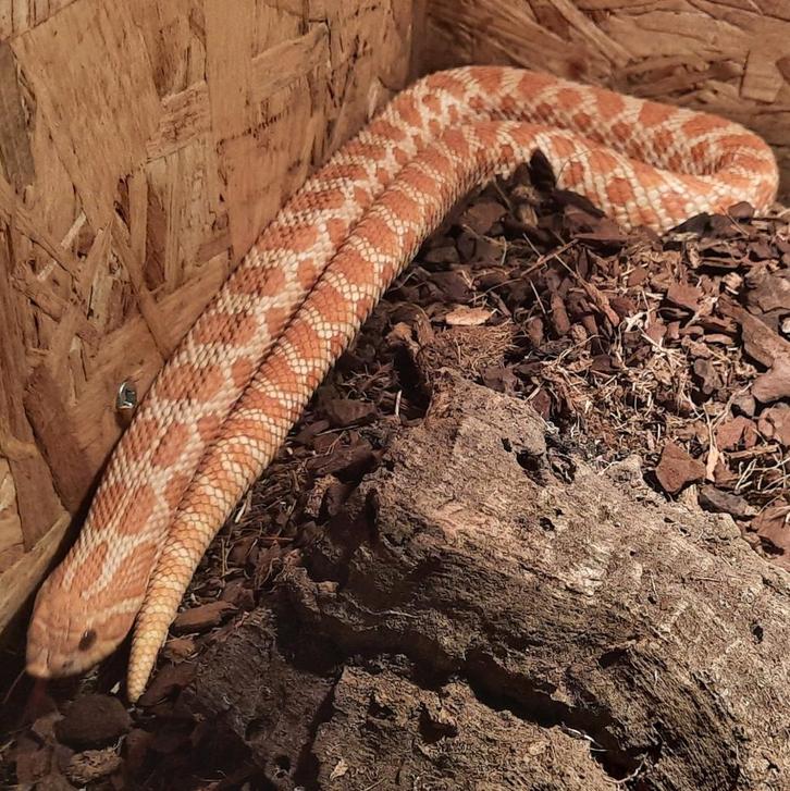 Heterodon nasicus Red albino vrouw