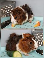 prachtige jonge cavia - bruin/wit beertje, Dieren en Toebehoren, Oktober, Mannelijk, Cavia