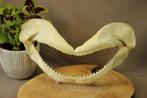Taxidermie - Haaibek, Verzamelen, Dierenverzamelingen, Ophalen of Verzenden, Gebruikt, Opgezet dier