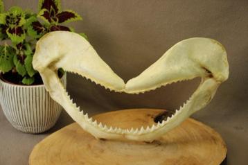 Taxidermie - Haaibek beschikbaar voor biedingen