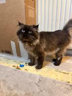 Langharige perzische kat, Dieren en Toebehoren, Katten en Kittens | Raskatten | Langhaar, Kater, 0 tot 2 jaar