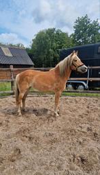 Meerdere 3 jarige goed bewegende haflinger merries te koop., Dieren en Toebehoren, Pony's, 3 tot 6 jaar, Onbeleerd, Recreatiepony