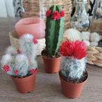 cactussen set van 3, Huis en Inrichting, Kamerplanten, Ophalen, Overige soorten, Minder dan 100 cm