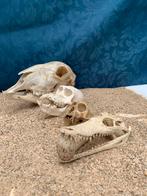 Verschillende dieren schedels, Ophalen of Verzenden, Overige typen