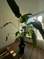 Grote Strelitzia Nicolai - 3 meter, Ophalen, 200 cm of meer, Overige soorten, Halfschaduw