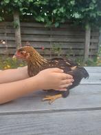 Wyandotte hen Goud zwart gezoomd, Dieren en Toebehoren, Vrouwelijk, Kip