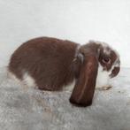 Super lieve jonge franse hangoor konijnen te koop, Meerdere dieren, Groot, Hangoor