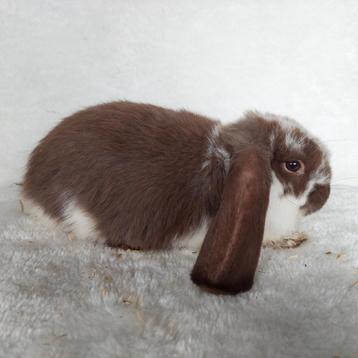 Super lieve jonge franse hangoor konijnen te koop beschikbaar voor biedingen