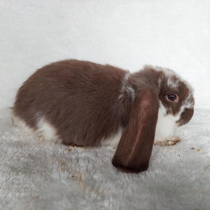 Super lieve jonge franse hangoor konijnen te koop, Dieren en Toebehoren, Konijnen, Groot, Meerdere dieren, Hangoor