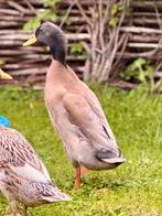 Leuke Indische loopeend man op zoek naar een goed tehuis, Dieren en Toebehoren, Pluimvee