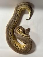 Ballpythons (clown), Slang