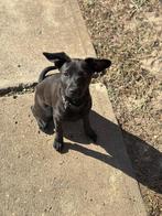 Labrador/staffordse bull terrier pup kleine variant, Particulier, Rabiës (hondsdolheid), 15 weken tot 1 jaar, Overige rassen