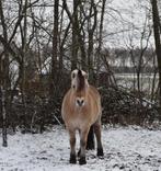 Verzorger/ bijrijder gezocht, Dieren en Toebehoren