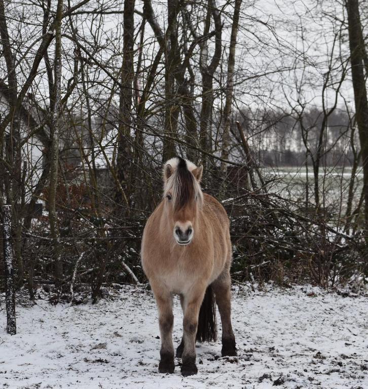 Verzorger/ bijrijder gezocht, Dieren en Toebehoren, Stalling en Weidegang