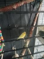 Koppel grasparkieten, Dieren en Toebehoren, Vogels | Parkieten en Papegaaien, Meerdere dieren, Parkiet