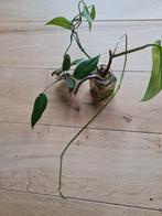 Stekken van philodendron red emerald en cebu blue, Ophalen of Verzenden, Halfschaduw, Minder dan 100 cm