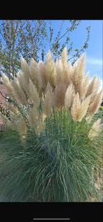 Pampasgras Pluimen - Prachtige Decoratie!, Tuin en Terras, Planten | Tuinplanten, Volle zon, Vaste plant, Siergrassen, Ophalen of Verzenden