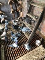 Div turkse taklas te koop, Dieren en Toebehoren, Vogels | Duiven, Meerdere dieren