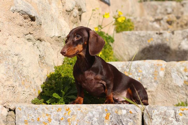 Dwergteckel / kaninchen gezocht ❤️ warme mand aangeboden!, Dieren en Toebehoren, Honden | Teckels en Dashonden, Teef, Korthaar