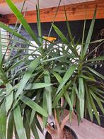 Grote Yukaplant, Tuin en Terras, Planten | Tuinplanten, Volle zon, Vaste plant, Bloeit niet, Ophalen