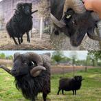 Lieve goedgekeurde 3 jarige ouessant dekram, Dieren en Toebehoren, Schapen, Geiten en Varkens, Mannelijk, Schaap