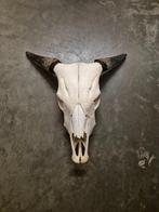Echt stierenhoofd schedel met hoorns – decoratie / wandobjec, Ophalen of Verzenden