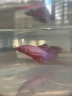 Roze Veiltail Betta Vrouw, Vis