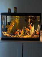 Aquarium met 4 goudvissen, Ophalen, Gebruikt, Gevuld zoetwateraquarium