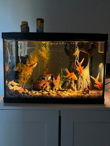 Aquarium met 4 goudvissen beschikbaar voor biedingen
