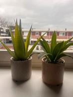 Kamerplantjes, Ophalen, Halfschaduw, Minder dan 100 cm