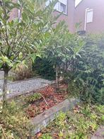 Mooie Bomen voor Tuin of Terras, Tuin en Terras, Planten | Bomen, Bloeit niet, Overige soorten, 100 tot 250 cm, Ophalen