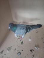 postduiven, Dieren en Toebehoren, Vogels | Duiven, Vrouwelijk, Postduif