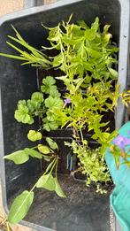 Vijverplanten, Ophalen, Nieuw, Overige typen