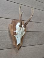 Ree Gewei op licht eiken schild jacht mancave landelijk f85, Ophalen of Verzenden, Zo goed als nieuw, Hert, Gewei of Kop