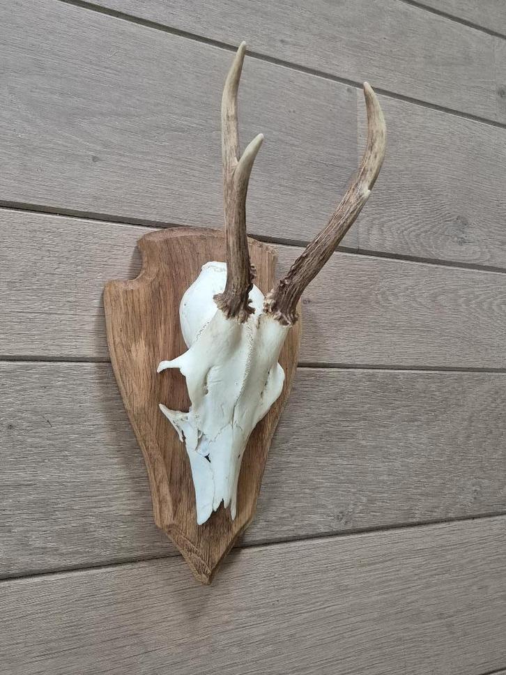 Ree Gewei op licht eiken schild jacht mancave landelijk f85, Verzamelen, Dierenverzamelingen, Zo goed als nieuw, Gewei of Kop