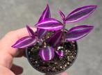 Tradescantia Pink Paradijs stekjes, Huis en Inrichting, Kamerplanten, Ophalen of Verzenden, Overige soorten, Minder dan 100 cm