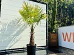 Palmboom | Trachycarpus Fortunei | stamhoogte 80-100 cm, In pot, Zomer, Volle zon, 250 tot 400 cm