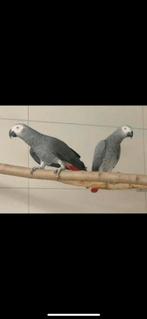 Paar grijze roodstaarten, Meerdere dieren, Papegaai, Pratend