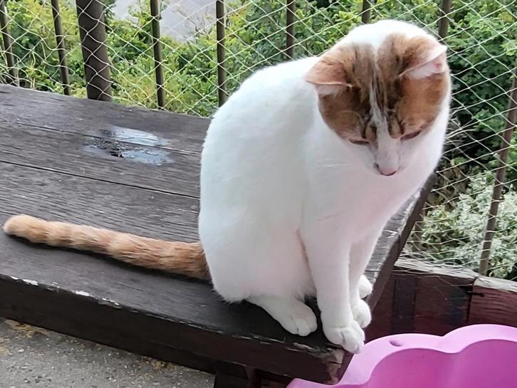 Lieve aanhankelijke gecastreerde kater 2 jaar oud, Dieren en Toebehoren, Katten en Kittens | Overige Katten, Kortharig, Kater