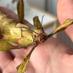 Giant Prickly Stick Insects(nymphs), Wandelende tak