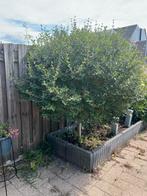 Seringenboom op stam, Tuin en Terras, Planten | Bomen, 100 tot 250 cm, Zomer, Ophalen, Volle zon