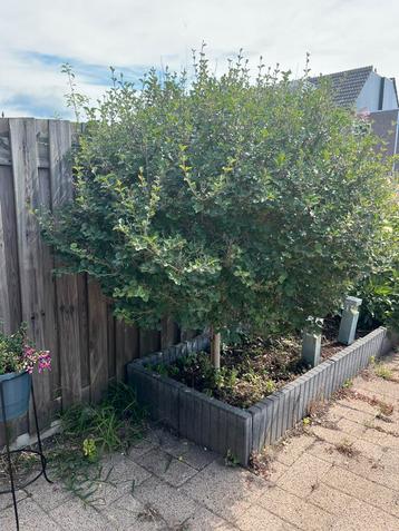 Seringenboom op stam beschikbaar voor biedingen